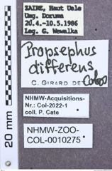 Etikette zu Propsephus differens (NHMW-ZOO-COL-0010275)